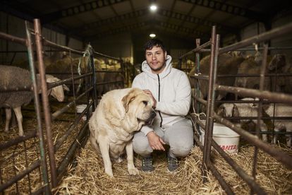 Ciclista profesional cuando era un crío, Daniel Gómez entró en Santiago 1, una de las casas de acogida más grandes de la fundación, de gran renombre en Salamanca, cuando tenía 12 años. Vivió aquí hasta los 20. Por las noches estudia y por las mañanas trabaja en la quesería. Se ha independizado, pero no se ha desvinculado de la fundación, su país natal. “Tengo mi vida aquí, mis amigos y mi familia. Me he criado en esto. Me parece increíble haber avanzado hasta el punto de ir a la universidad”, reflexiona.