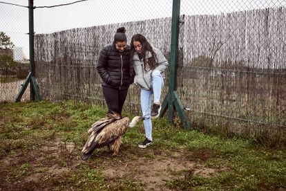 Varias jaulas albergan ejemplares de aves rapaces como el águila real y el buitre leonado. Son 17 especies cedidas por el centro de recuperación de fauna de Salamanca. Con ellas los jóvenes aprenden biología y educación ambiental. Sara y Janet, en la imagen, las alimentan y cuidan. También han construido el vallado.