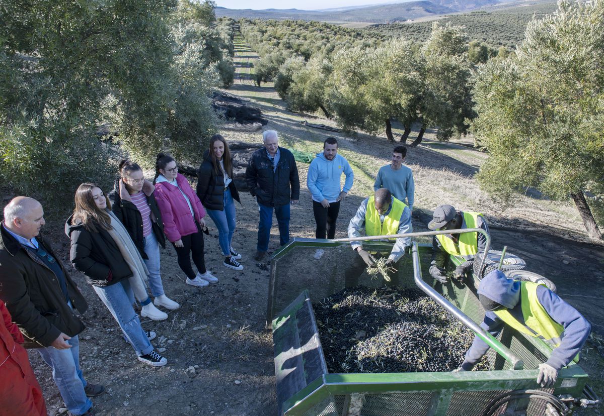 Futuros maestros trazan el camino para elaborar un aceite ético en la provincia de Jaén