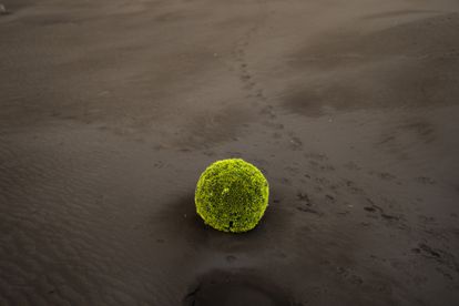 Una curiosa forma vegetal emerge de entre las cenizas escupidas por el volcán de Cumbre Vieja, en La Palma, en una imagen del 1 de noviembre.