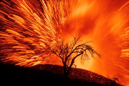 El volcán de Cumbre Vieja fotografiado desde el municipio de El Paso, en La Palma. La silueta de un almendro seco aparece en la noche tras las trazas luminosas que dibujan los piroclastos incandescentes en una imagen tomada el pasado 19 de septiembre.
