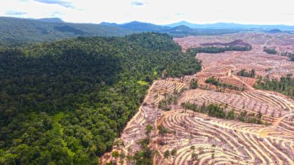 Deforestación en la isla de Borneo. Indonesia ha perdido 13 millones de hectáreas de bosque tropical desde el año 2000, según Auriga y otras ONG indonesias.