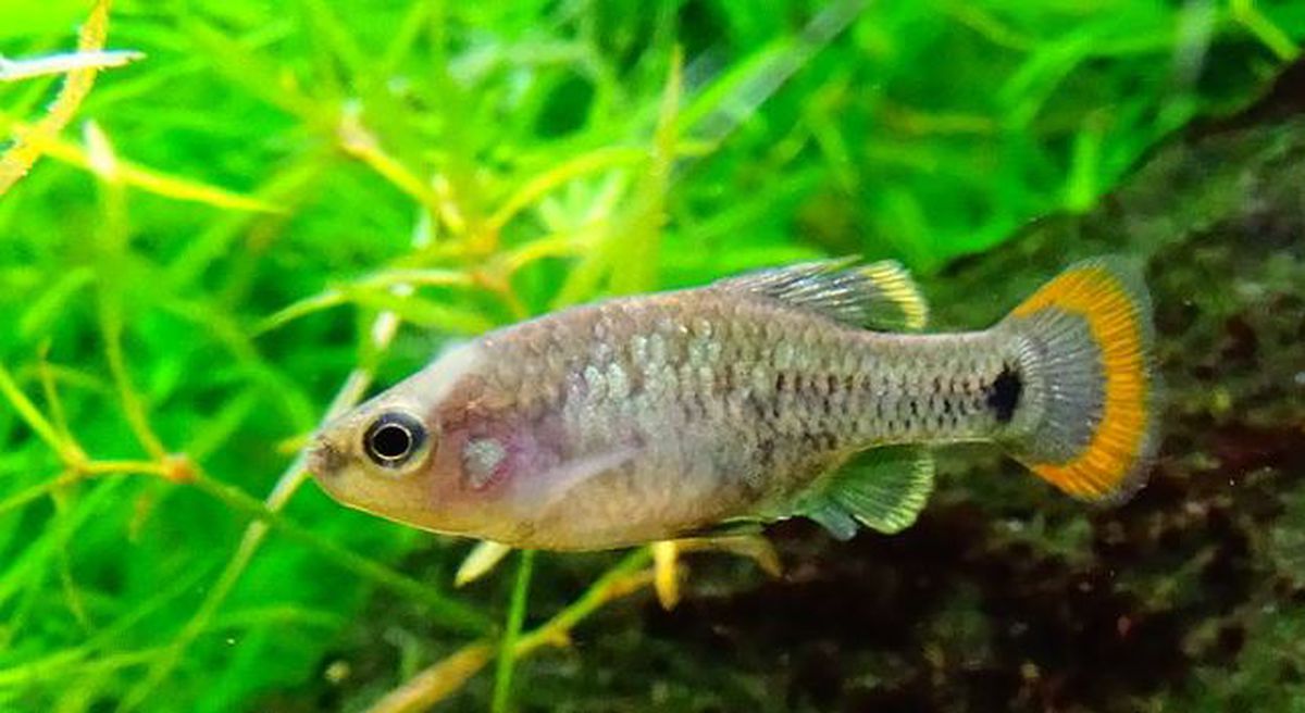 El pez tequila ya mueve su cola anaranjada por las aguas del Teuchitlán