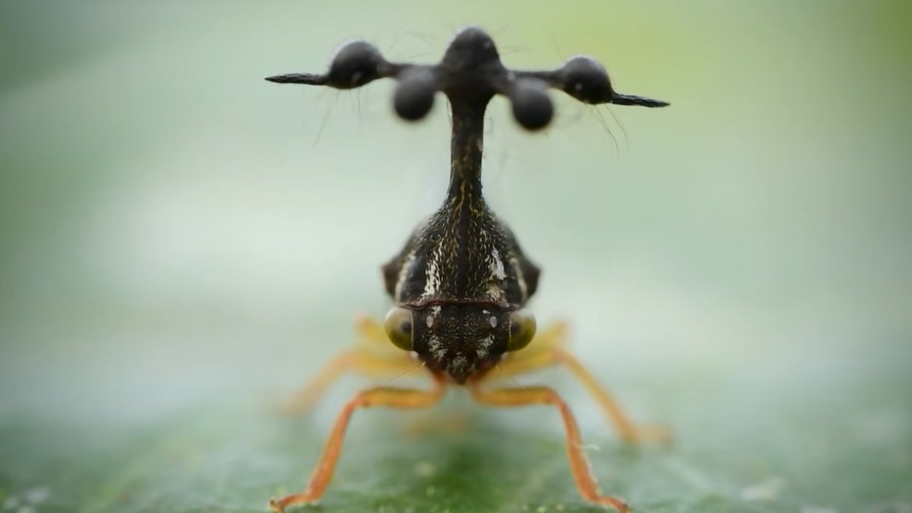 Así es el saltamontes brasileño, el insecto ‘alien’ más extraño del planeta