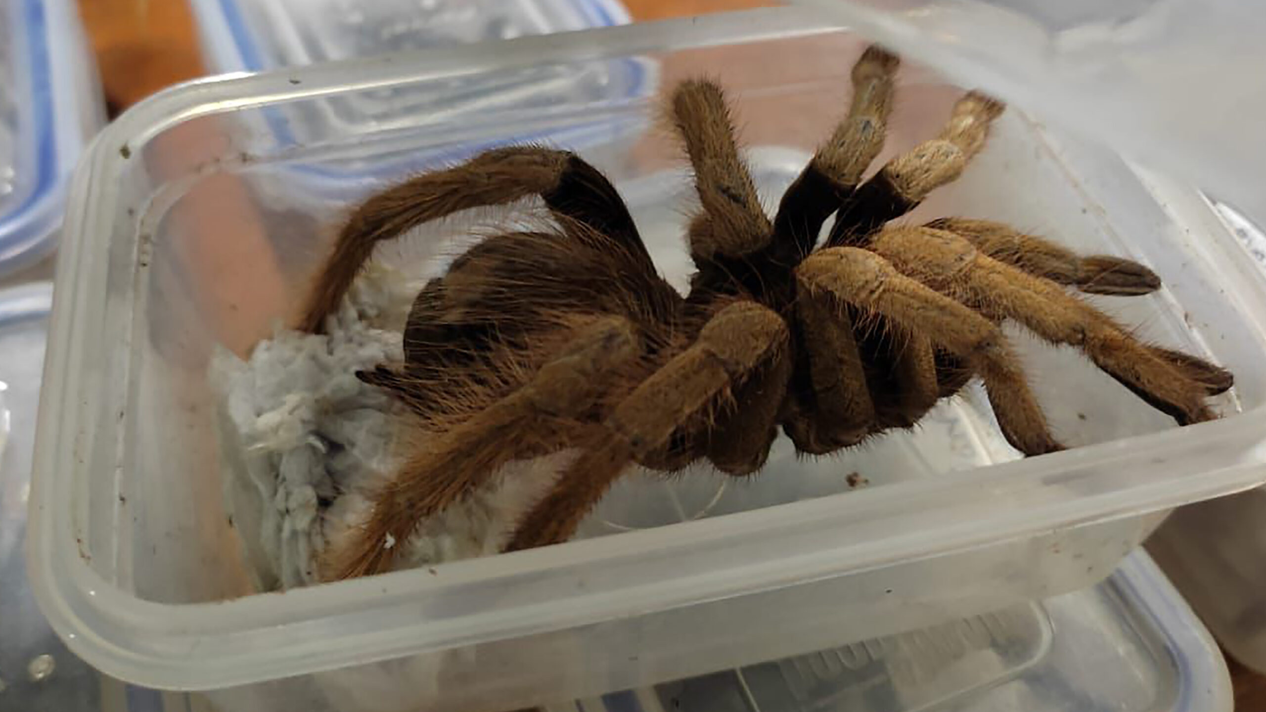 Colombia: incautan 232 tarántulas en el aeropuerto internacional de Bogotá