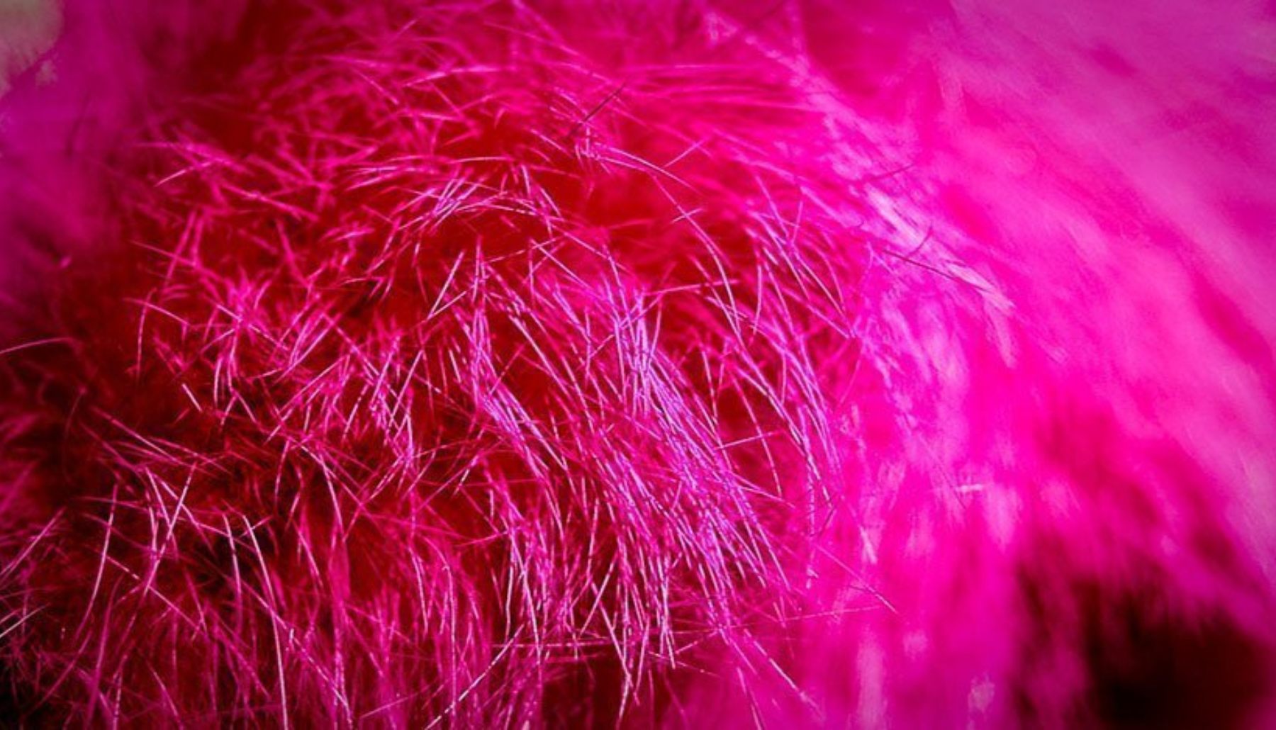 Color magenta: curiosidades y cómo lograrlo