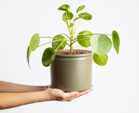 Colvin recauda $ 15 millones para repensar la cadena de suministro de flores