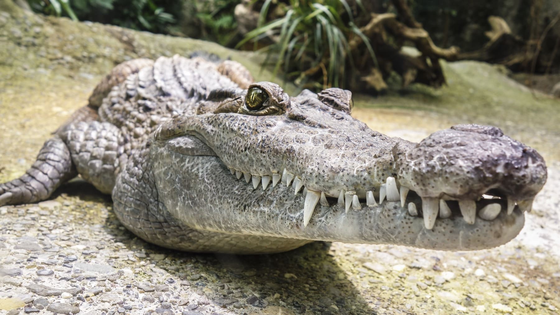 Cuál es el significado de los animales según la psicología