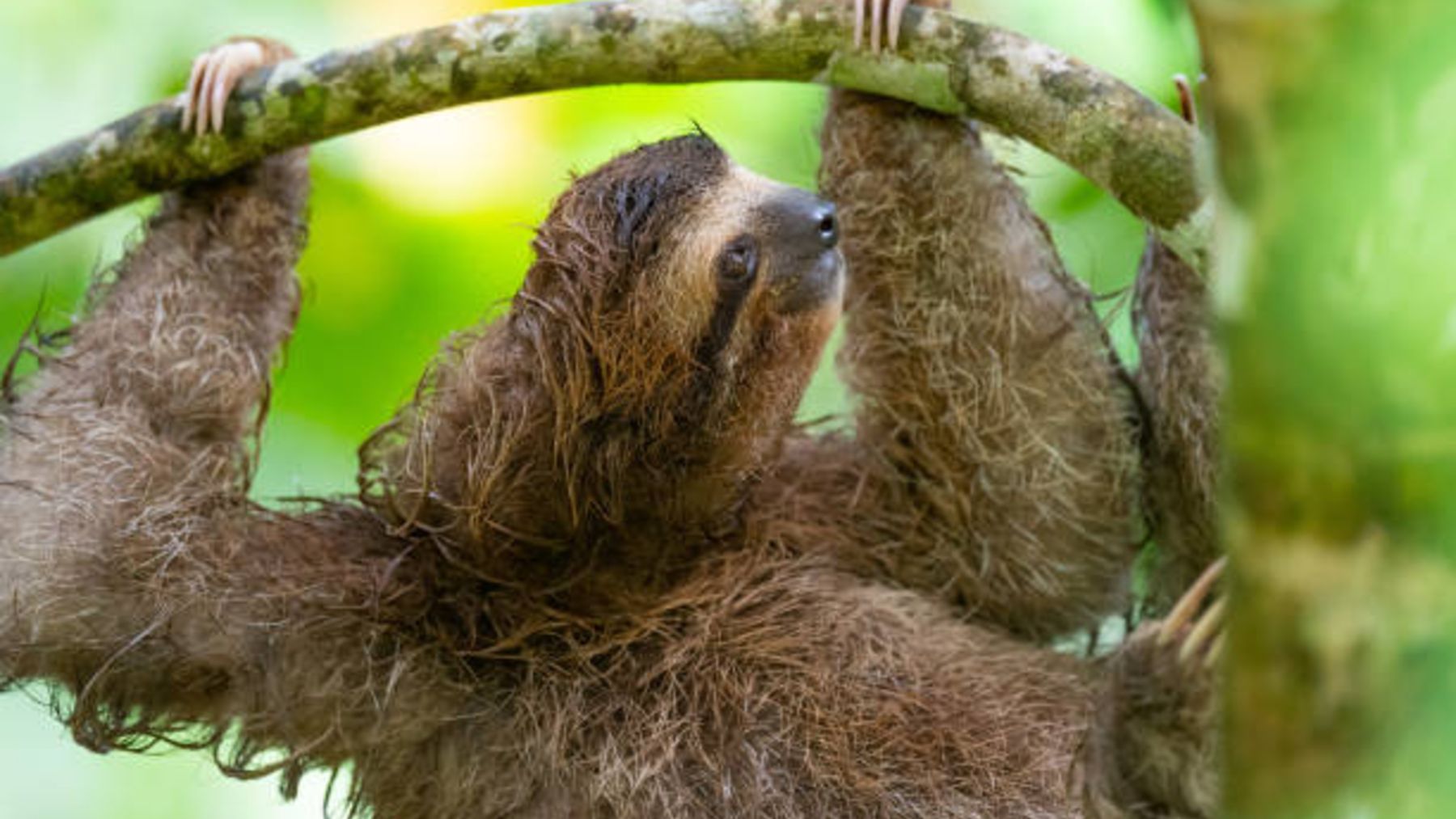 Descubre cuál es el animal más lento del mundo