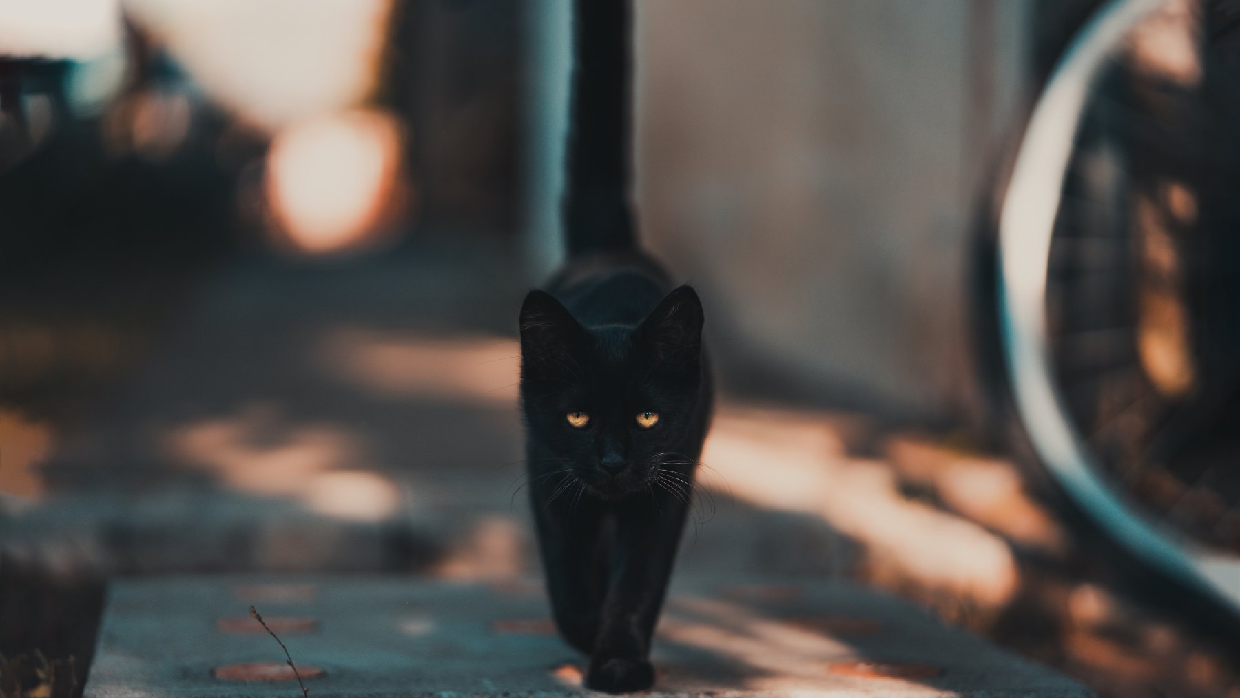 Descubre por qué inflan la cola