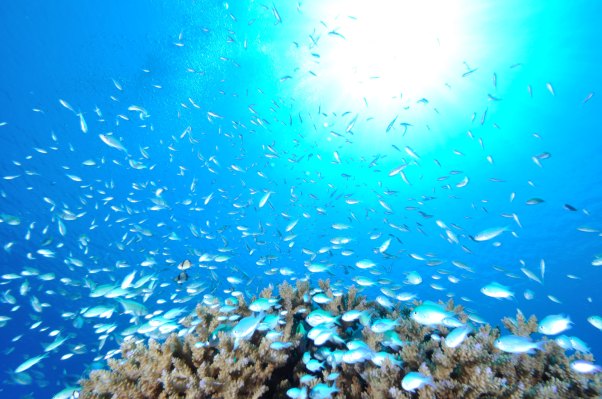 El CFO de Lyft desde hace mucho tiempo se va para convertirse en CFO en el mercado de NFT OpenSea