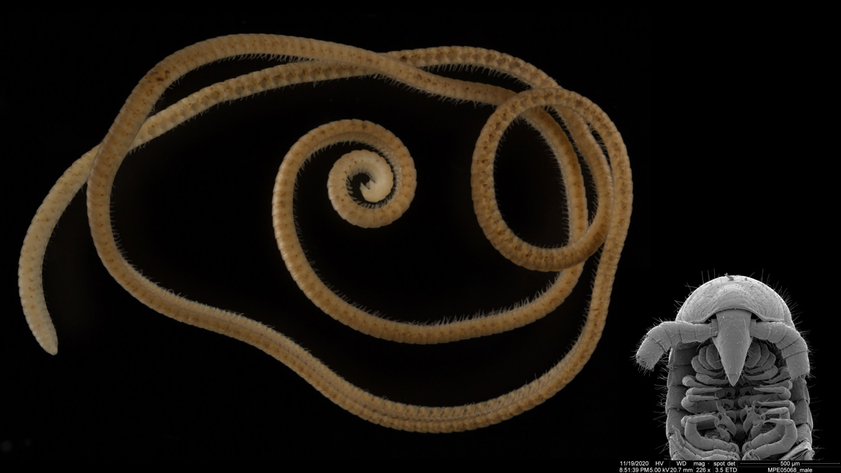 En las entrañas del planeta: descubren al animal con más patas, el auténtico milpiés