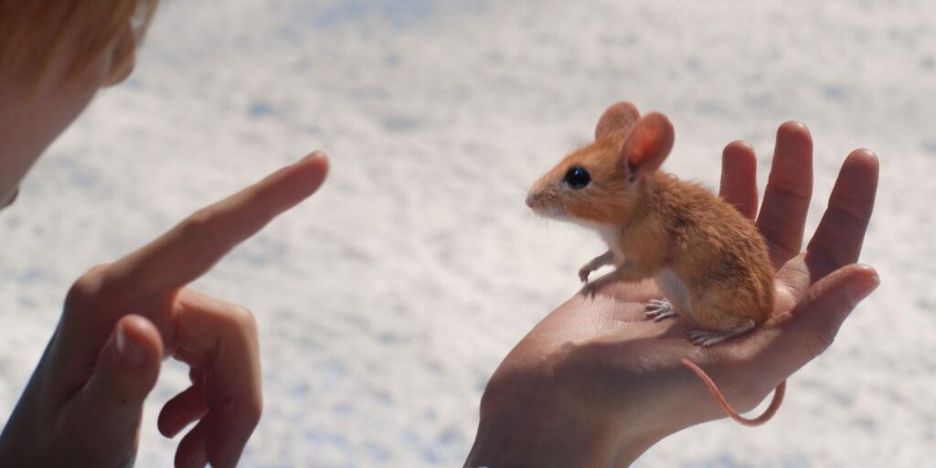 Entrevista a Stephen Merchant: A Boy Called Christmas