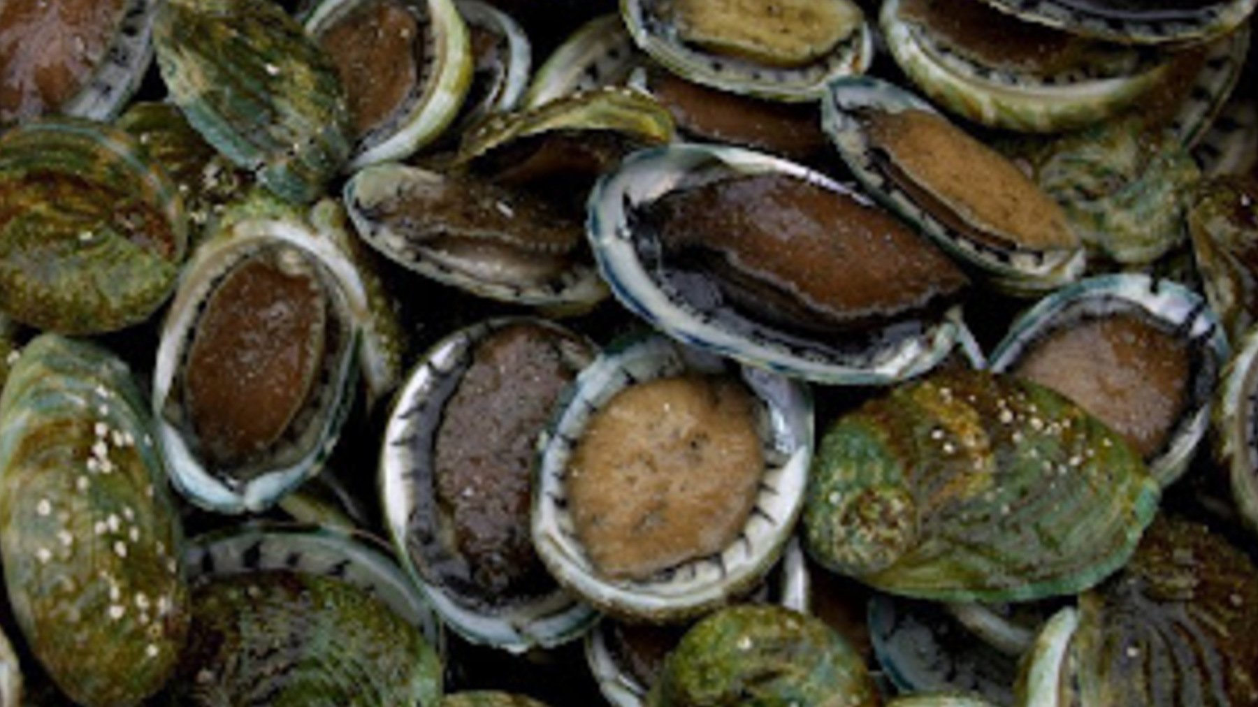 Este es el marisco más caro del mundo