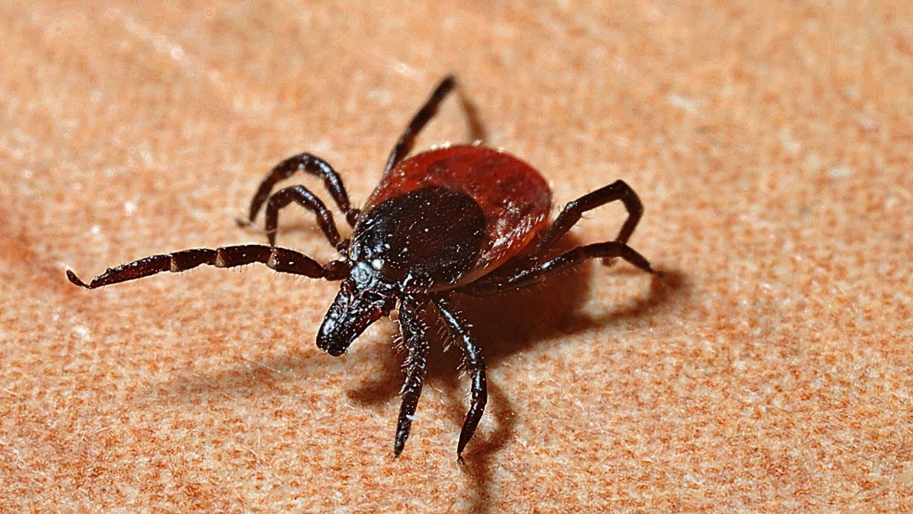 Fiebre hemorrágica de Crimea-Congo: causas y síntomas