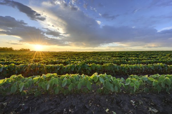 Fintech está transformando la clase de activos más antigua del mundo: las tierras agrícolas