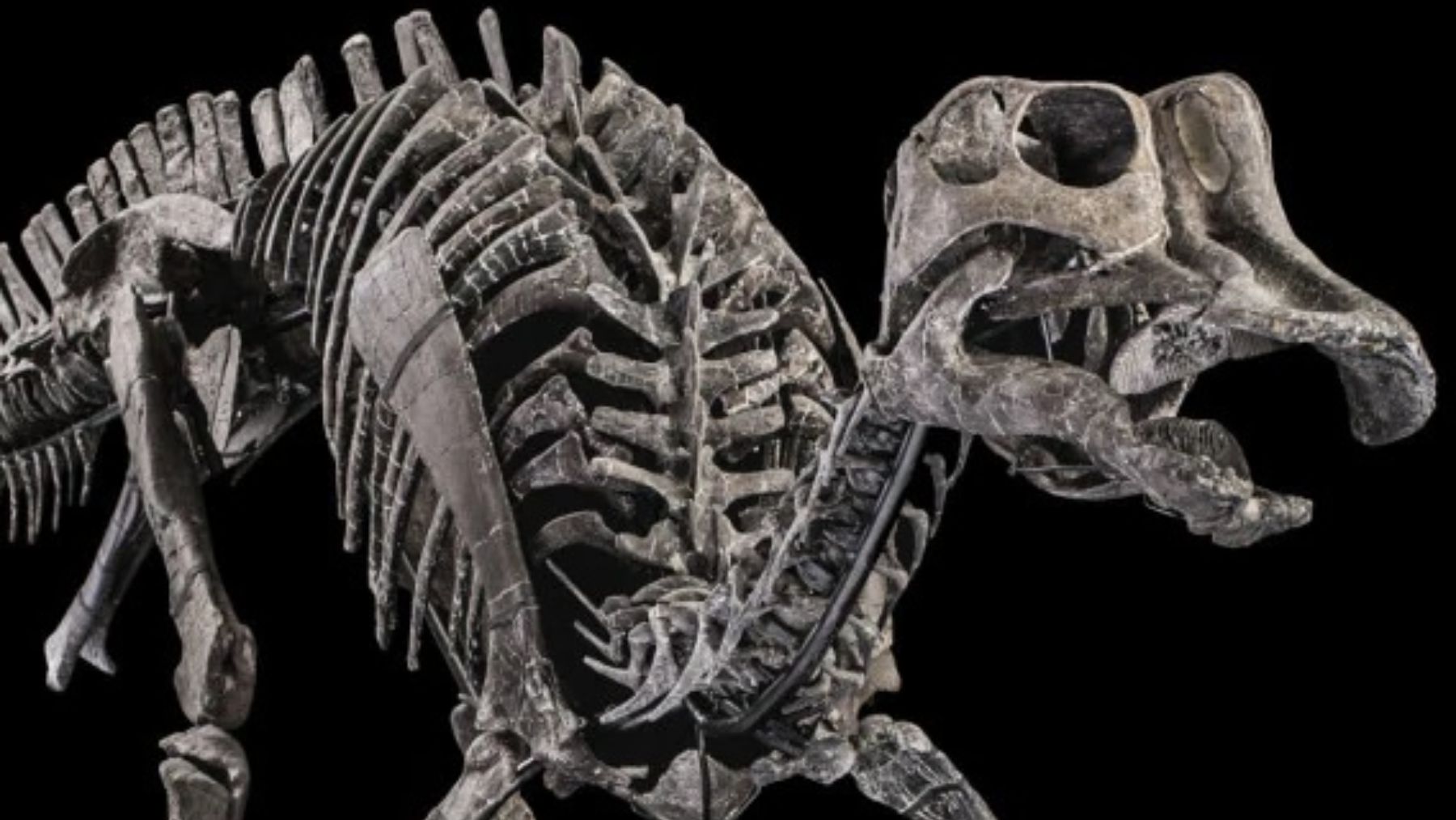 Henry, el dinosaurio que se ha subastado por 300.000 euros