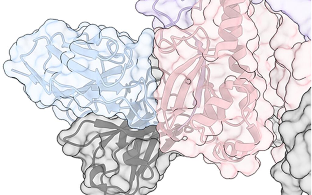Identifican 'talón de Aquiles' del virus de la gripe, un avance para desarrollar una vacuna universal