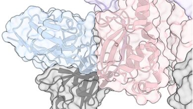 Identifican 'talón de Aquiles' del virus de la gripe, un avance para desarrollar una vacuna universal