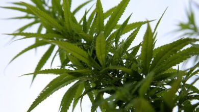 Inconstitucional, prohibición de cannabis con fines industriales: Corte