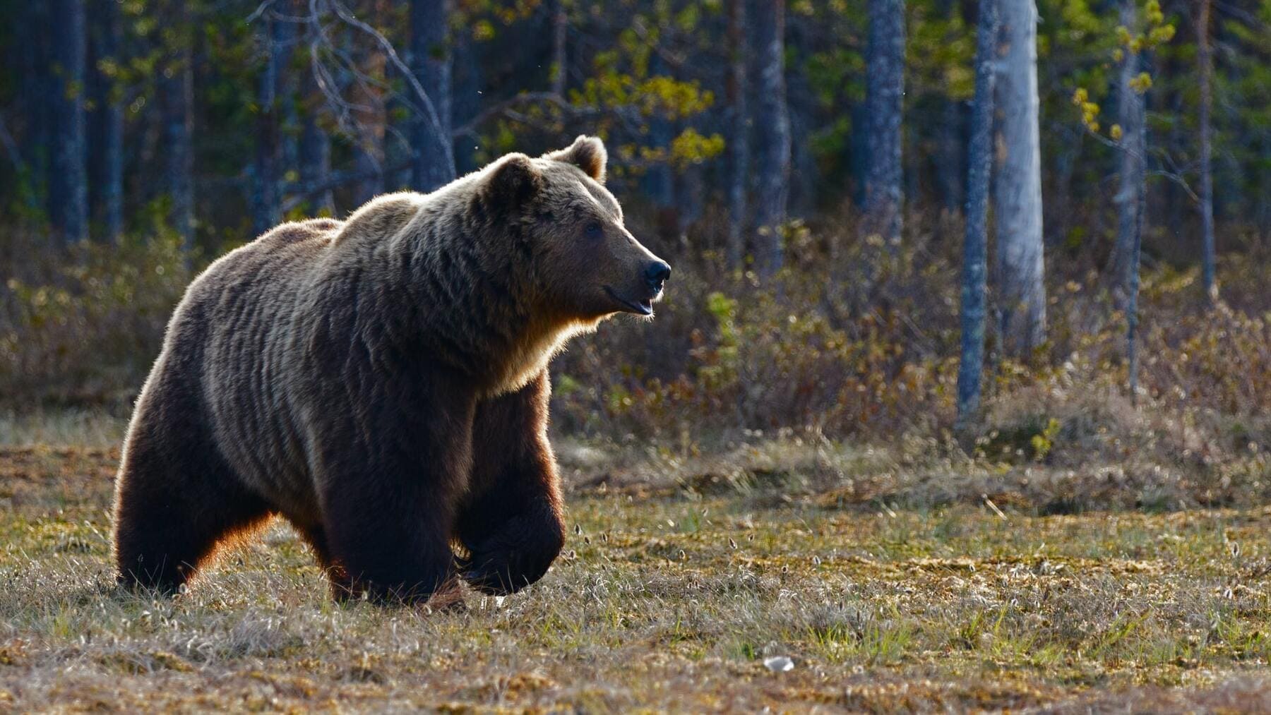 La alucinante historia de la mujer con amnesia hallada en un islote rodeada de osos
