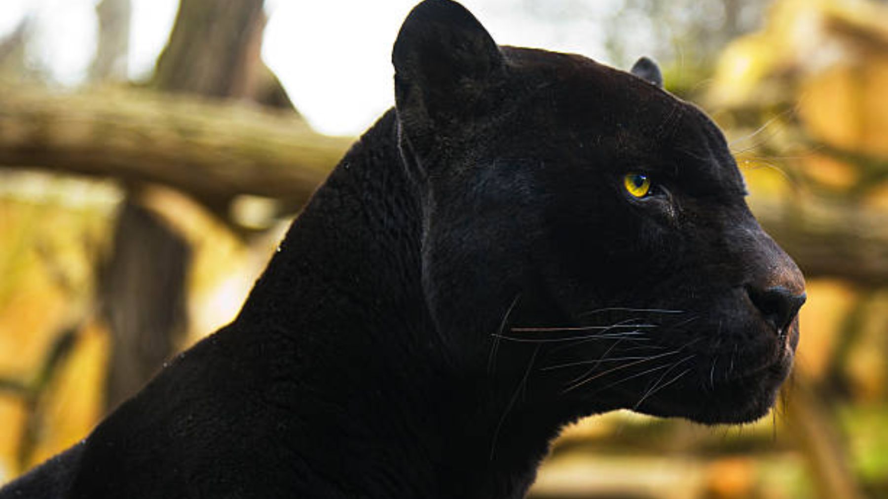 Las curiosidades y datos más interesantes de la pantera negra