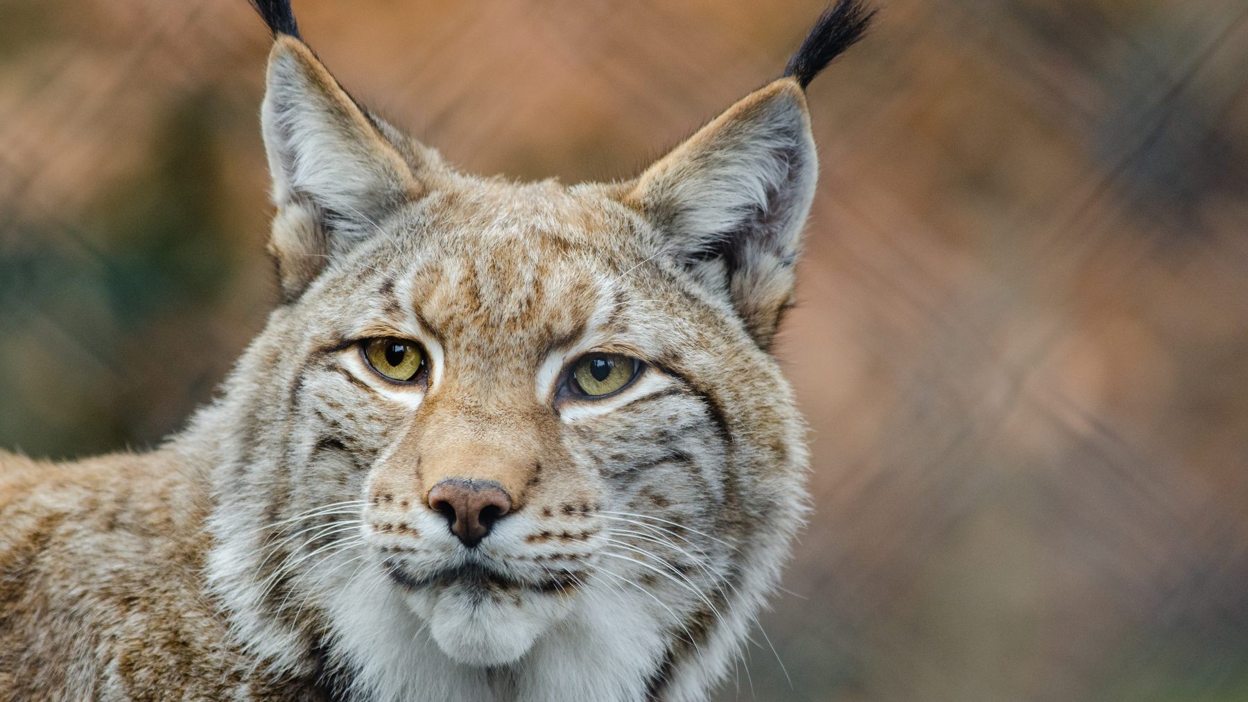 Las curiosidades y otras cosas interesantes que no conocías sobre el lince ibérico