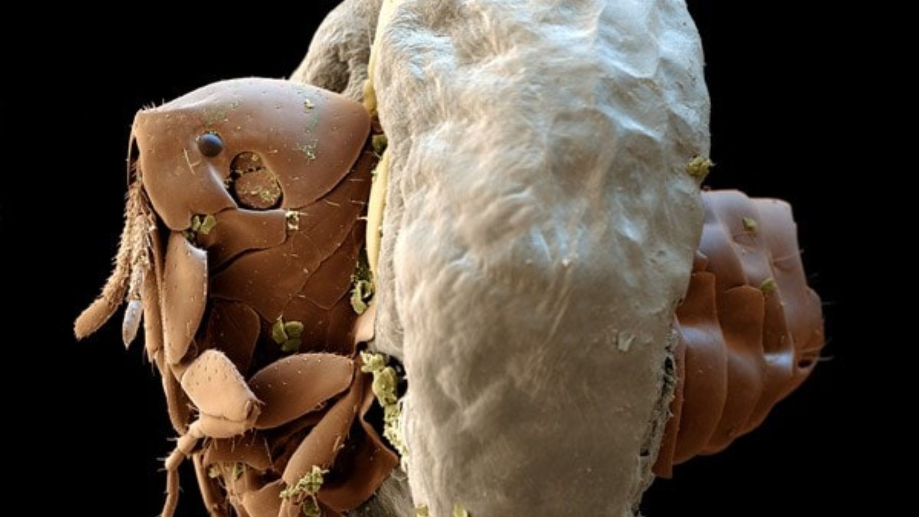 Los 5 experimentos más terroríficos jamás realizados