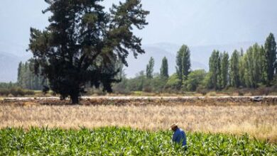 Un campesino trabaja la tierra en Paine, Chile.