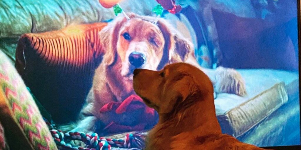 Lucky the Pizza Dog de Hawkeye reacciona al verse en la televisión