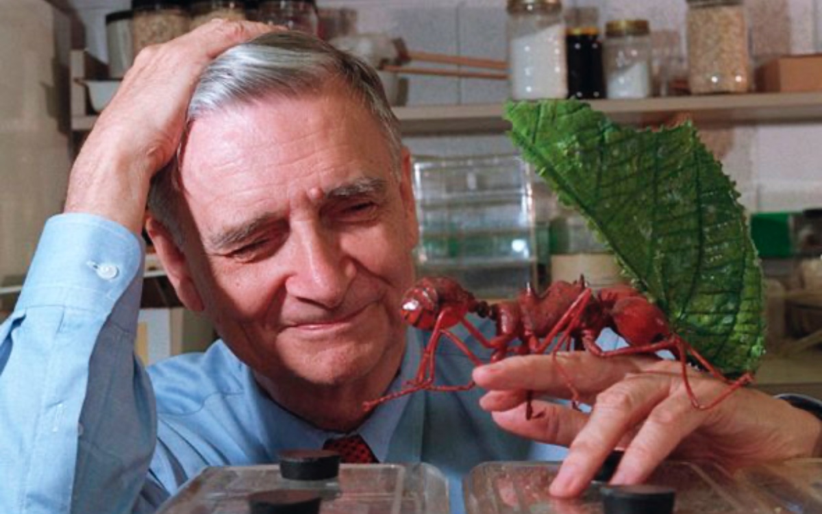 Murió Edward O. Wilson, naturalista considerado como un Darwin moderno