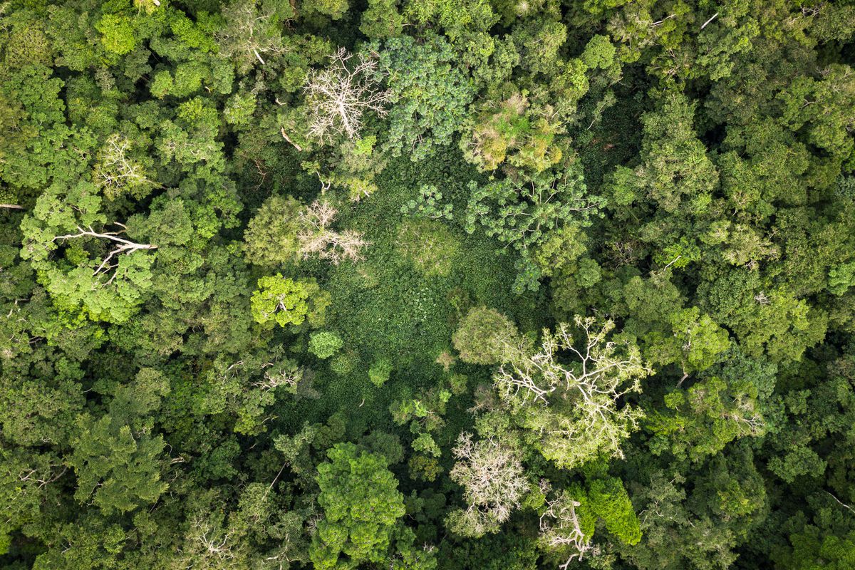 República Democrática del Congo, la red colonial de las plantaciones de aceite de palma