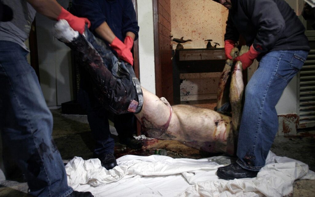 Se cumplen 12 años que fue abatido Arturo Beltrán Leyva, momento clave en la guerra contra el narco