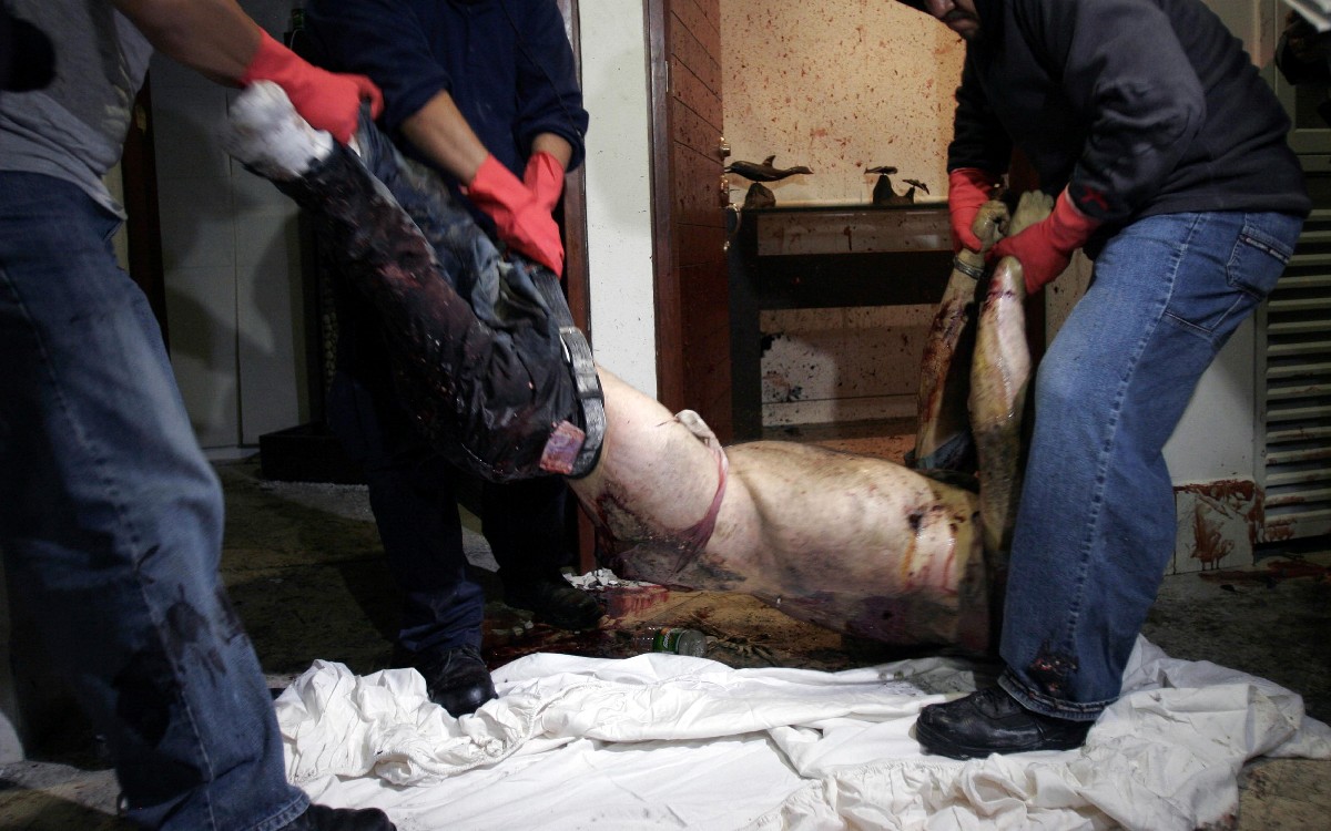 Se cumplen 12 años que fue abatido Arturo Beltrán Leyva, momento clave en la guerra contra el narco