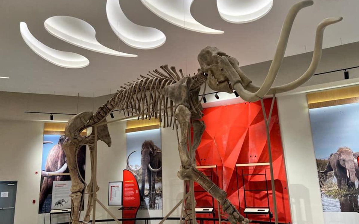 Se han encontrado 50,000 huesos de animales y pobladores durante trabajos del aeropuerto Felipe Ángeles: Gutiérrez Müller