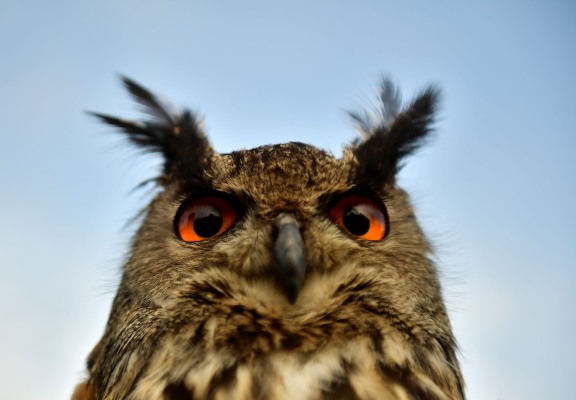 Strix Leviathan recauda $ 1.625 millones para su plataforma empresarial de comercio de cifrado