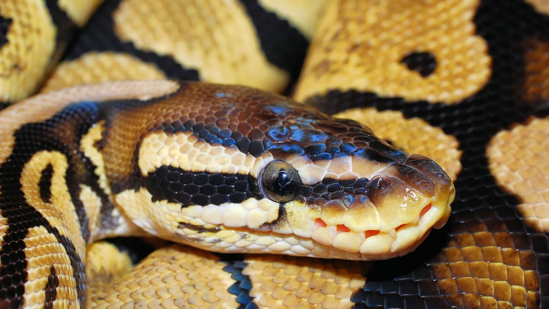 Una serpiente pitón se cuela en el inodoro y muerde a un hombre en los genitales