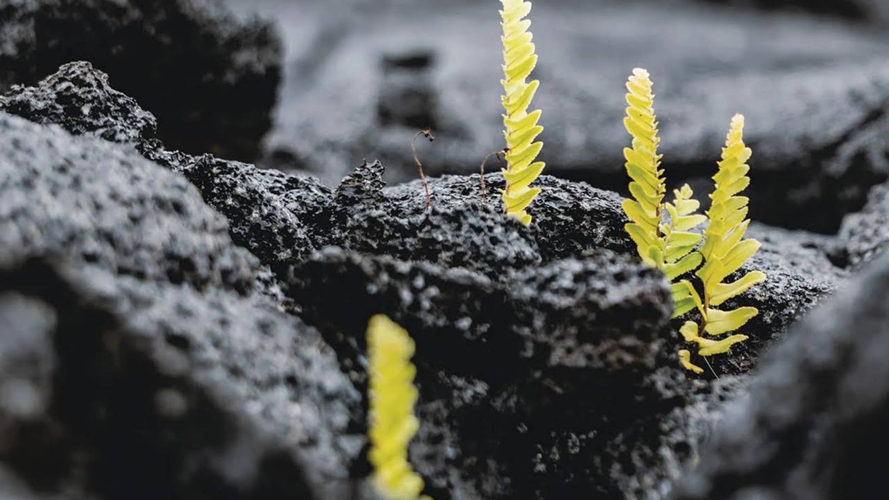 ¿Cómo convertir la lava en tierra volcánica fértil?