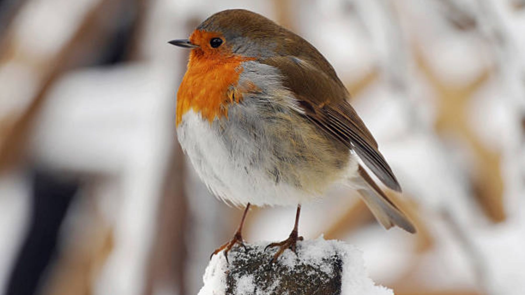¿Por qué estamos (un poco) más gordos en invierno que en verano?