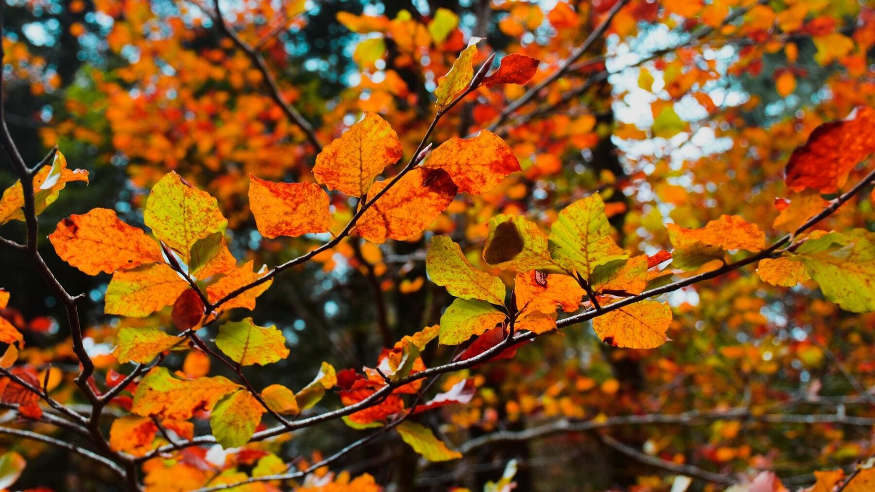 ¿Qué es el equinoccio de otoño y por qué se produce?