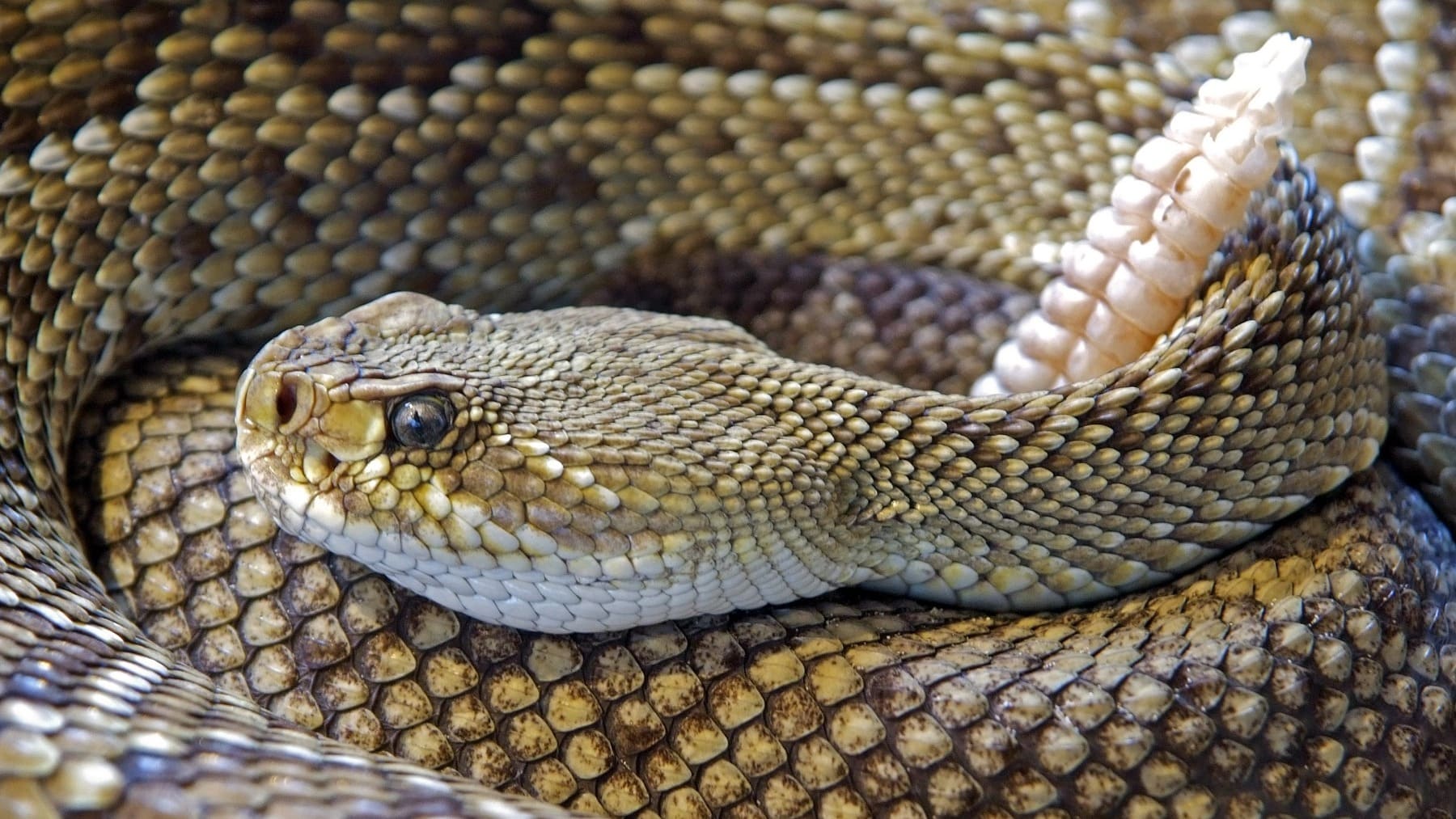 ¿Qué significa soñar con serpientes? Todas las interpretaciones