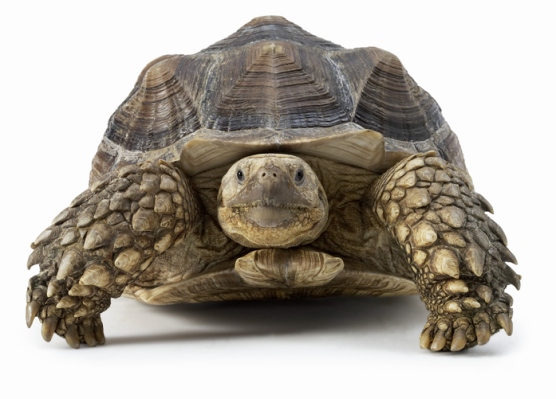 ¿Es así como se ve una desaceleración en etapa temprana?