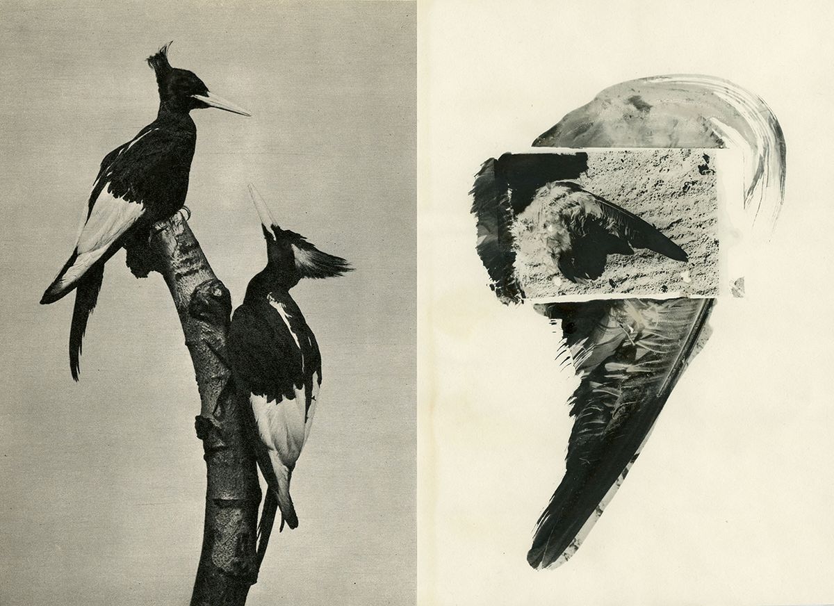 ‘Ícaro’: el fotolibro con el que Irene Zottola emprende el vuelo