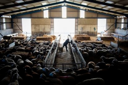 Bárbara Patricia Palmero alimenta a sus ovejas en Prado (Zamora).