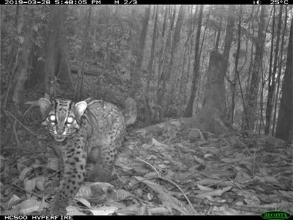 Gato jaspeado (Pardofelis marmorata) capturado por una cámara trampa terrestre. Imagen cedida por Jessica Haysom