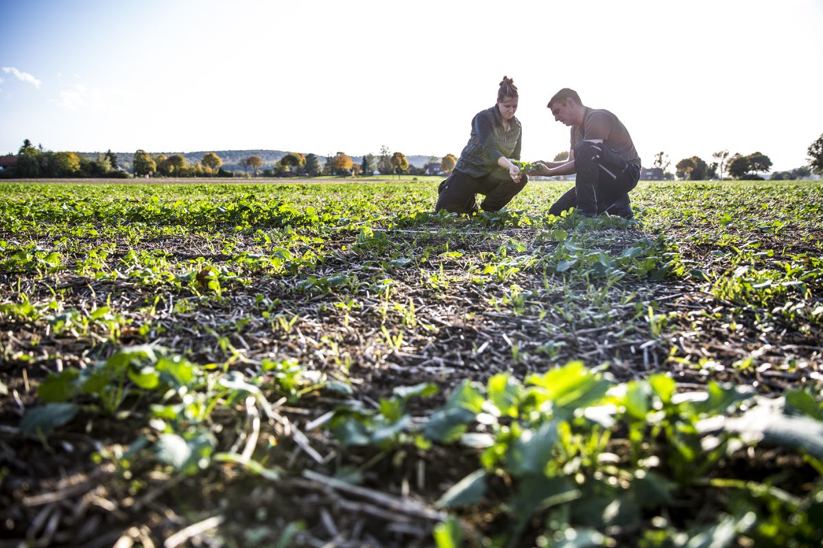 Así ayuda la agricultura de conservación a combatir el cambio climático