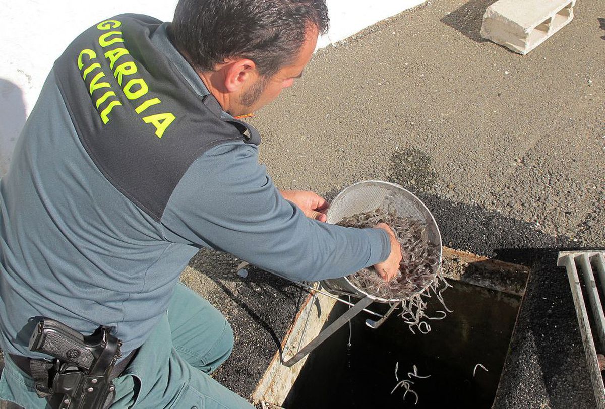 Golpe al contrabando de angulas: una jueza multa con 7,2 millones a un traficante que escondió en maletas 65 kilos de la especie protegida