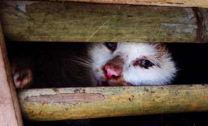 Gato salvaje en Vietnam, parecido al que John Laurence describe cuando habla de Mèo.