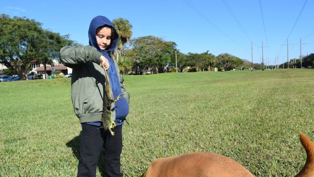 Y “llovieron iguanas” por el frío