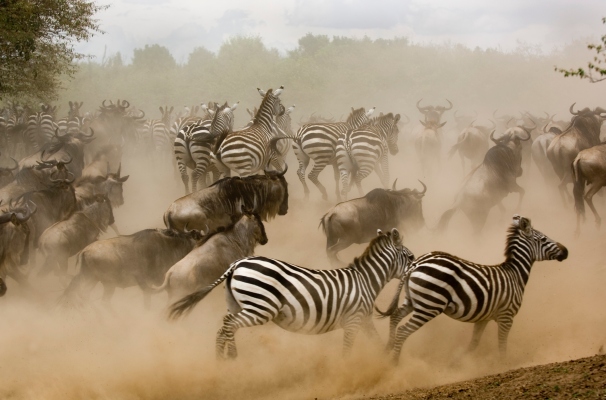 2019 vio una estampida de unicornios fintech